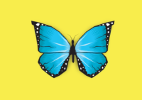 butterfly-2373175_1920.png